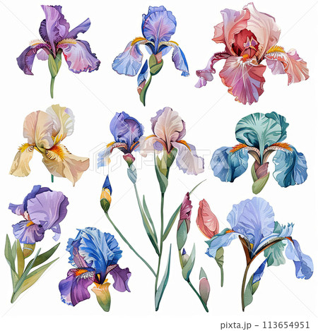 Graceful watercolor irises clipart pack in soothing pastel shades, ideal for creating serene wall art, gift wraps, and botanical illustrations Graceful watercolor irises clipart pack in soothing pastel shades, ideal for creating serene wall art, gift wraps, and botanical illustrations 113654951
