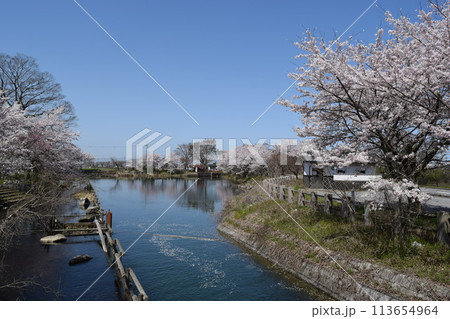 甲良町金屋の三線分水の桜と快晴 113654964