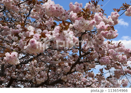 甲良町金屋の牡丹桜が満開 113654966