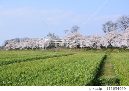 金屋犬上川土手沿いの桜並木と麦畑 金屋犬上川土手沿いの桜並木と麦畑 113654969