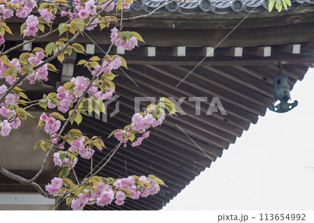 鎌倉244 本覚寺13 八重桜 鎌倉244 本覚寺13 八重桜 113654992