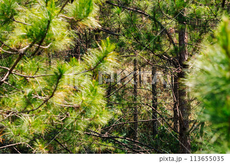 Bright green young pines sun day. Needles branches close up. Coniferous forest. Vietnam Dalat pine wood atmosphere Bright green young pines sun day. Needles branches close up. Coniferous forest. Vietnam Dalat pine wood atmosphere 113655035
