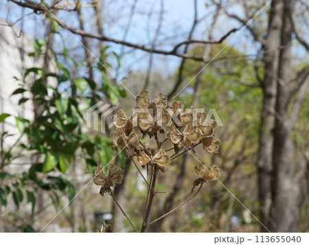 枯れ芙蓉 枯れ芙蓉 113655040