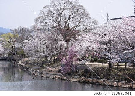甲良町金屋の三線分水公園の桜が満開 甲良町金屋の三線分水公園の桜が満開 113655041