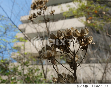 枯れ芙蓉 枯れ芙蓉 113655043