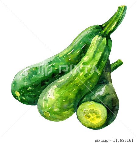 A richly textured zucchini is portrayed in watercolo A richly textured zucchini is portrayed in watercolo 113655161