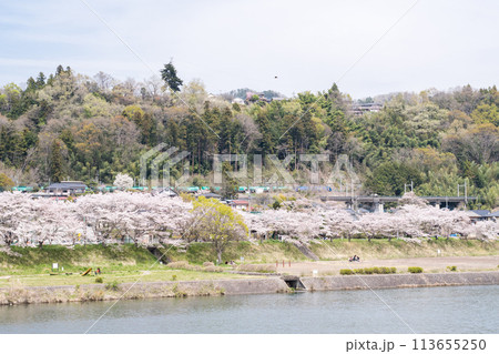 【中央本線】桂川の桜並木を通過する貨物列車 113655250