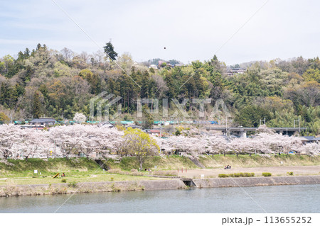 【中央本線】桂川の桜並木を通過する貨物列車 113655252