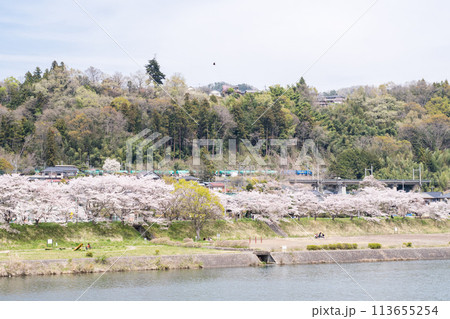 【中央本線】桂川の桜並木を通過する貨物列車 113655254