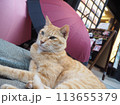 休憩している猫 113655379