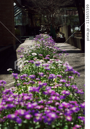 花壇の花 113655399