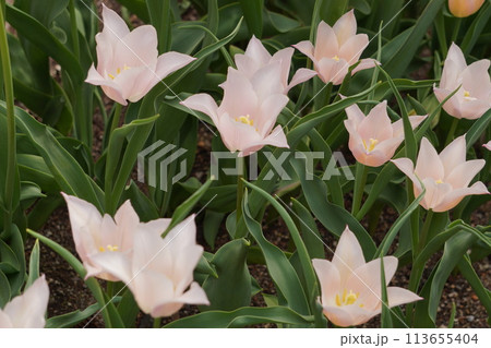 チューリップ畑 チューリップ畑 113655404