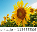 青空と向日葵 113655506