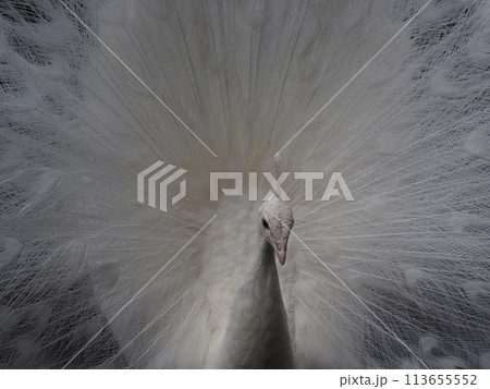 羽を広げた孔雀 羽を広げた孔雀 113655552