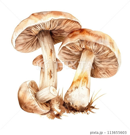 champignon mushrooms captured in watercolor champignon mushrooms captured in watercolor 113655603