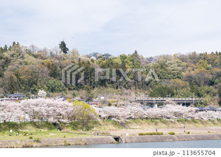 【中央本線】桂川の桜並木を通過する普通列車 113655704