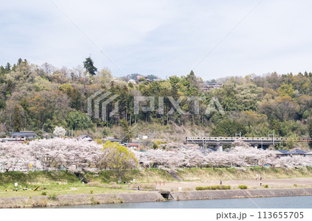 【中央本線】桂川の桜並木を通過する普通列車 113655705