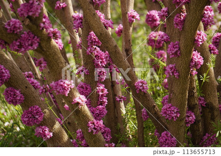 あざやかなハナズオウ 113655713