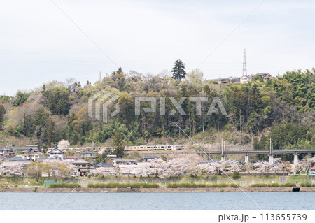 【中央本線】桂川の桜並木を通過する普通列車 113655739