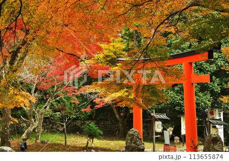 日吉大社の紅葉 113655874