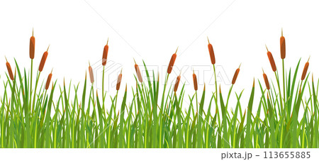 Seamless border with grass and cattails. Swamp grass with reeds. A strip of wild vegetation 113655885