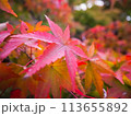 紅葉したモミジのアップ 113655892