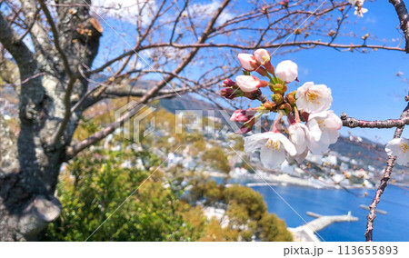 海と青空と桜 113655893