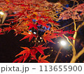 ライトアップされた紅葉 113655900
