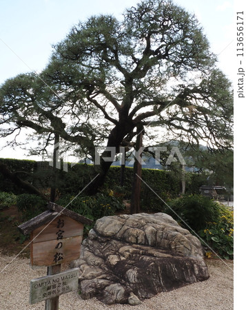 お宮の松 お宮の松 113656171