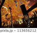 ライトアップされた紅葉 113656212
