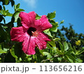 青空に映えるハイビスカス 113656216