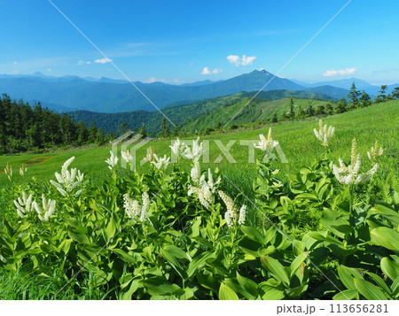会津駒ヶ岳のコバイケイソウと燧ヶ岳 113656281