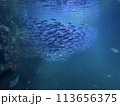 群れるたくさんの魚たち 113656375