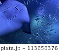 海底を泳ぐエイ 113656376