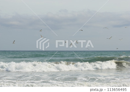 荒れた海の上を飛ぶカモメ 113656495