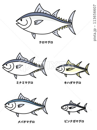 まぐろの種類のイラスト 113656607