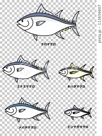 まぐろの種類のイラスト 113656607