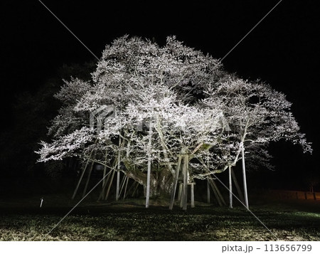 淡墨桜のライトアップ 淡墨桜のライトアップ 113656799