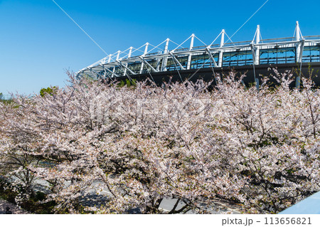 東京都　桜が満開の味の素スタジアム 113656821