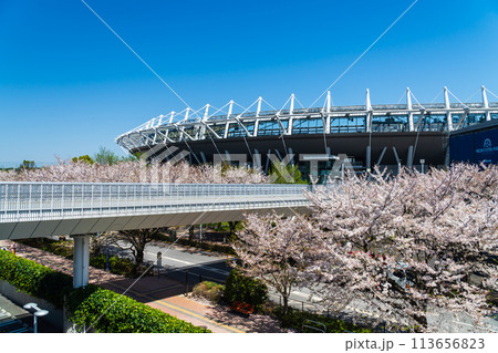 東京都　桜が満開の味の素スタジアム 113656823