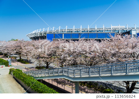 東京都 桜が満開の味の素スタジアム 東京都 桜が満開の味の素スタジアム 113656824