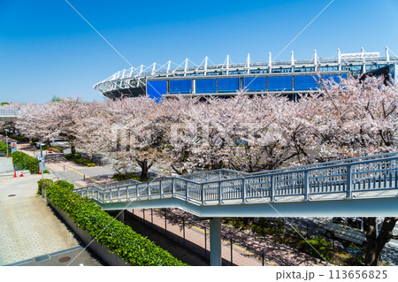 東京都　桜が満開の味の素スタジアム 113656825