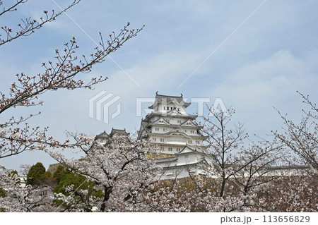 世界遺産姫路城 桜満開の春景色 世界遺産姫路城 桜満開の春景色 113656829