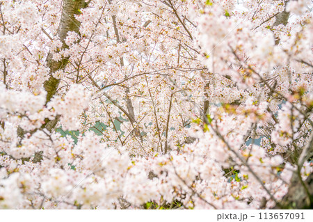 満開になった桜の花 113657091