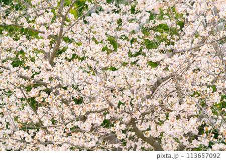 満開になった桜の花 満開になった桜の花 113657092