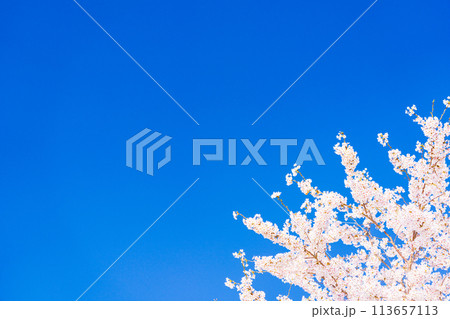 桜 開花イメージ ソメイヨシノ 桜 開花イメージ ソメイヨシノ 113657113