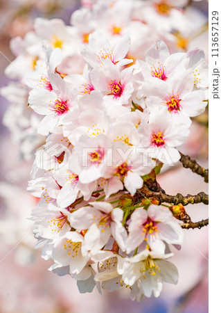 桜　開花イメージ  ソメイヨシノ 113657129