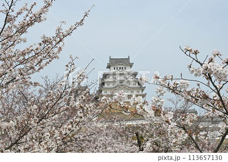 世界遺産姫路城　桜満開の春景色 113657130