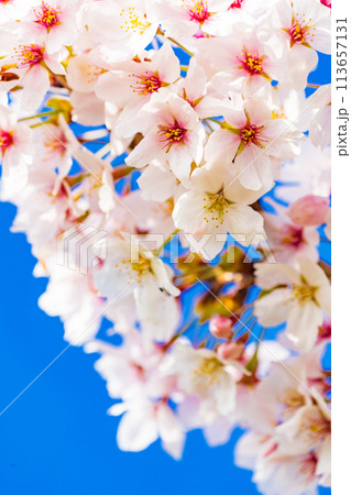 桜　開花イメージ  ソメイヨシノ 113657131