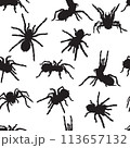 spider, tarantula, insect, various poses, movements and foreshortenings of figures, black, white, pattern 113657132